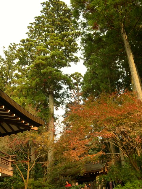kyoto260.jpg