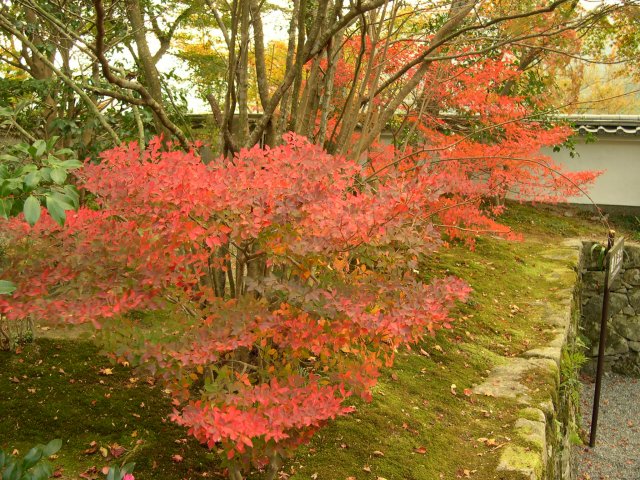 kyoto261.jpg