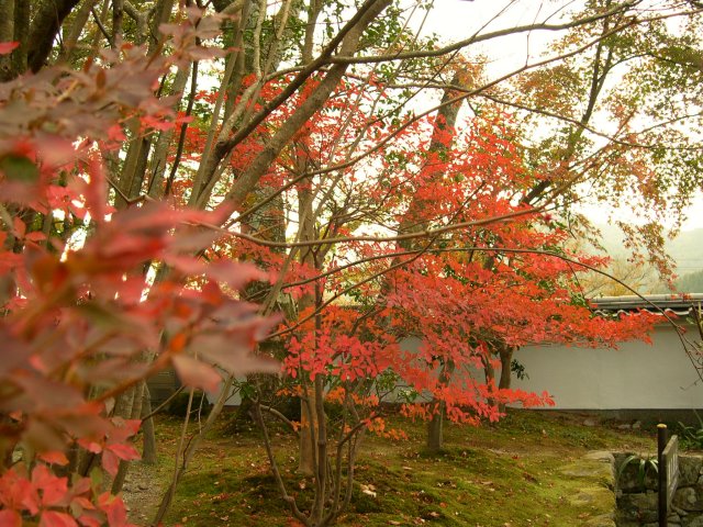 kyoto262.jpg