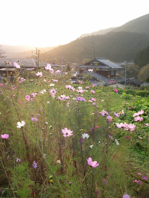 kyoto270.jpg