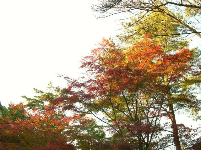 kyoto365.jpg