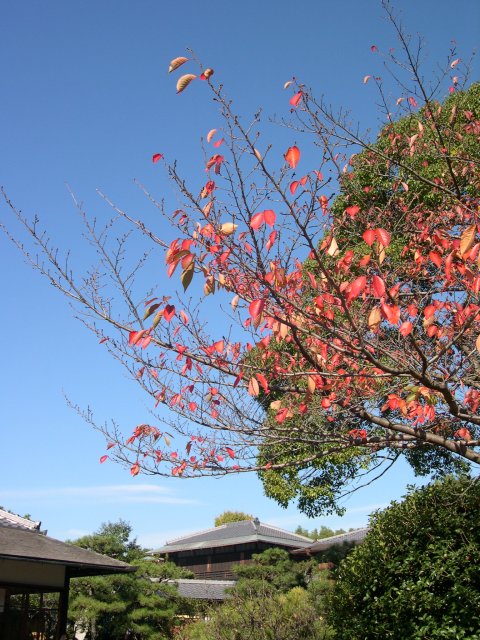 kyoto467.jpg