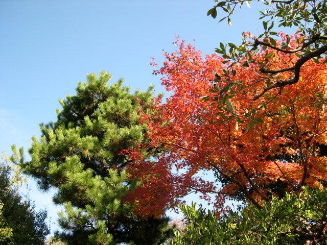 kyoto481.jpg